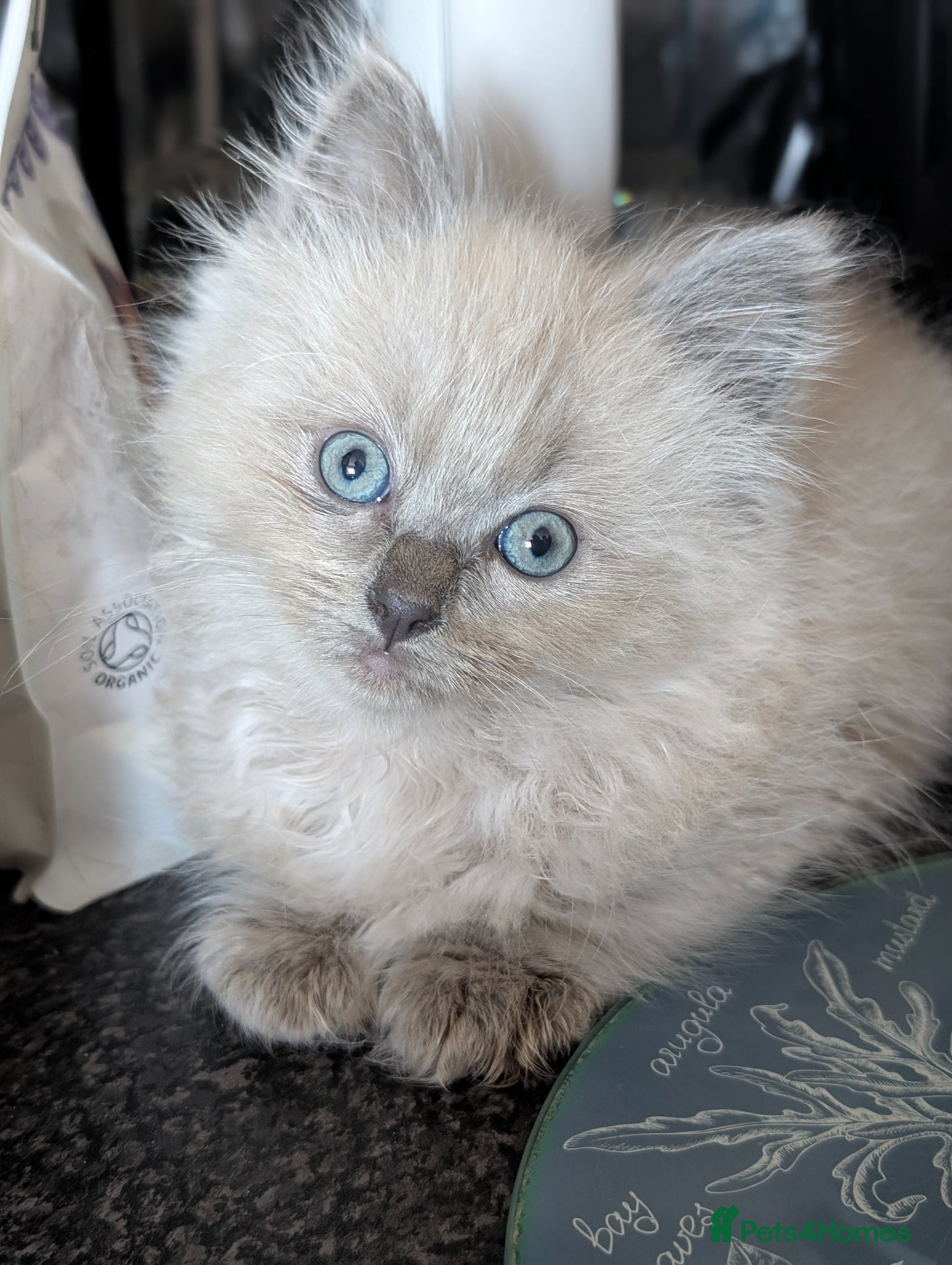 Ragdoll cats Gorgeous Blue Mink Point Ragdoll Boy  - Advert 2