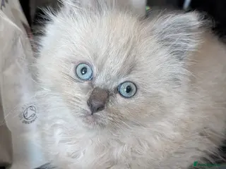 Ragdoll cats Gorgeous Blue Mink Point Ragdoll Boy - Advert 3