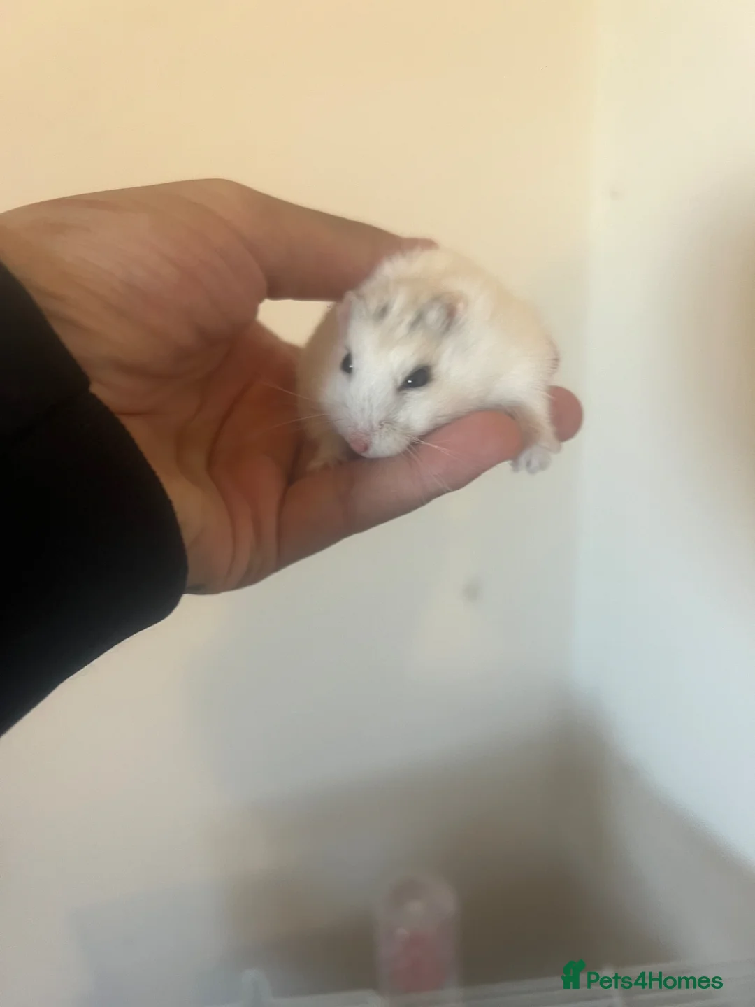 Hamster rodents for sale: Russian dwarf hamster in Sutton-in-Ashfield - Advert 2