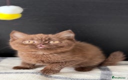 Brazilian Shorthair cats for sale: GCCF Reg British Shorthair Kittens (Males) - Image 4