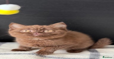 Brazilian Shorthair cats - Advert 7