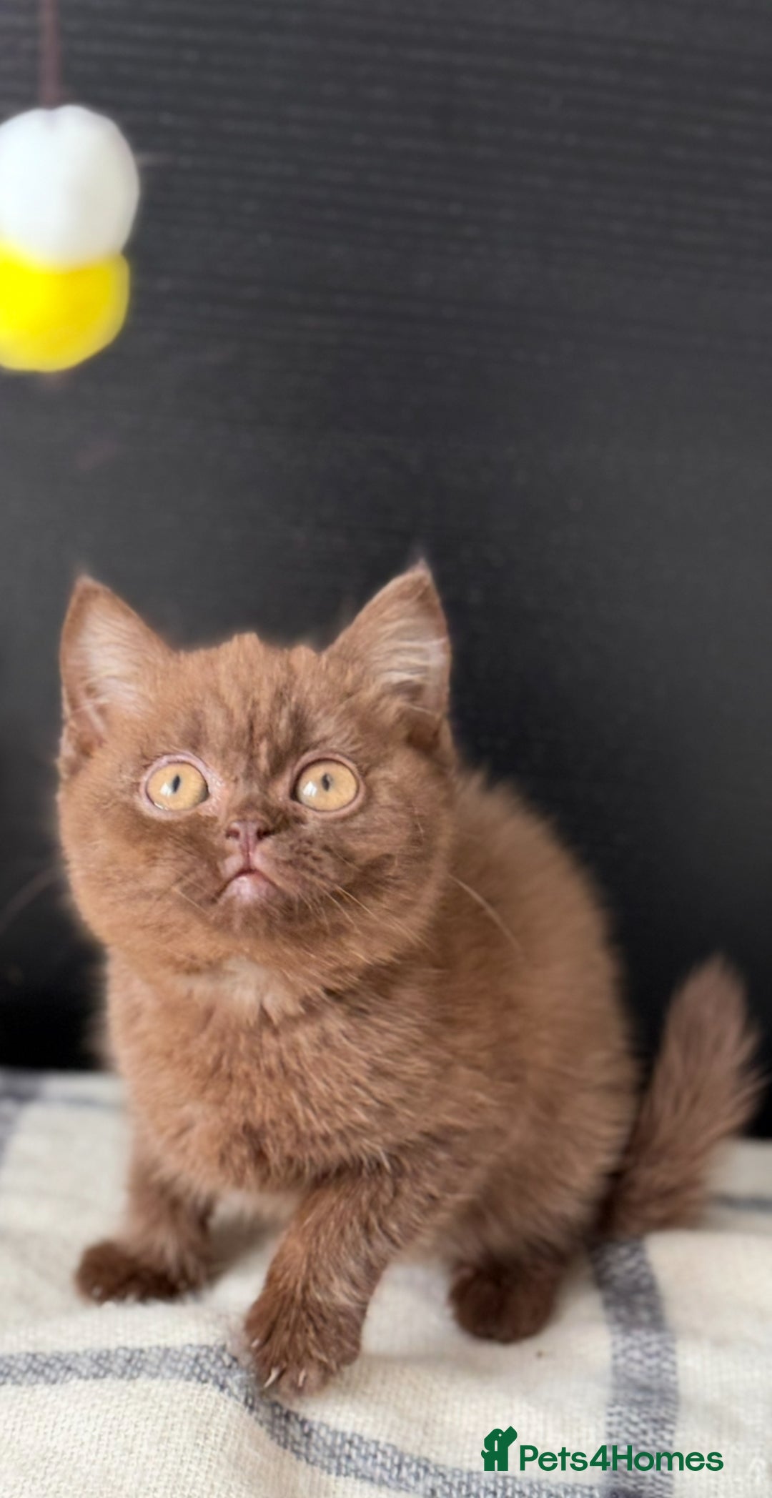 Brazilian Shorthair cats for sale: GCCF Reg British Shorthair Kittens (Males) - Image 4