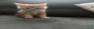 Red & white male green collar Maine Coon 3