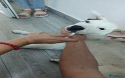 Mixed Breed dogs for adoption: 🌸MEET BIANCA - A Gentle Girl for a Loving Home - Advert 4