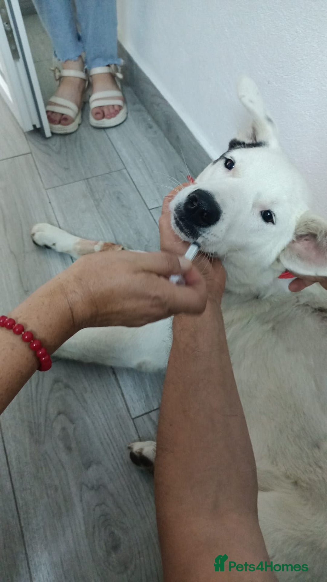 Mixed Breed dogs for adoption: 🌸MEET BIANCA - A Gentle Girl for a Loving Home - Advert 4