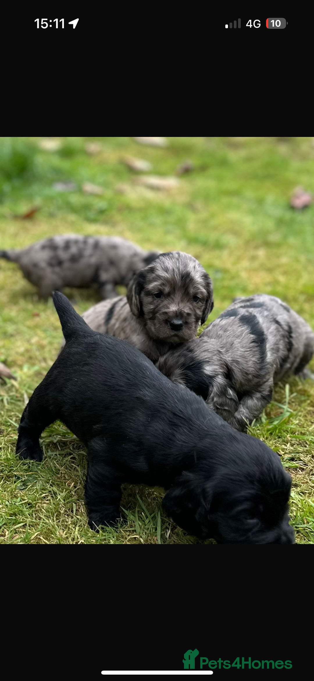 Sprocker dogs for sale: ROAN SPROCKER SPANIEL PUPS - Image 4