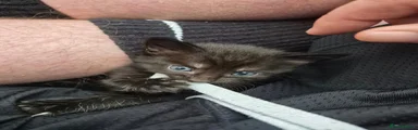 Domestic Shorthair Kitten 2