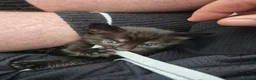 Domestic Shorthair cats for sale: Beautiful babies ready for there new homes! in Stowmarket - Advert 5
