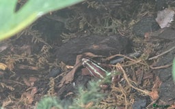 Gecko reptiles for sale: Mourning geckos and dart frogs - Image 2