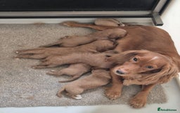 Cockapoo dogs for sale: Beautiful litter of 6 cockapoos - Image 15