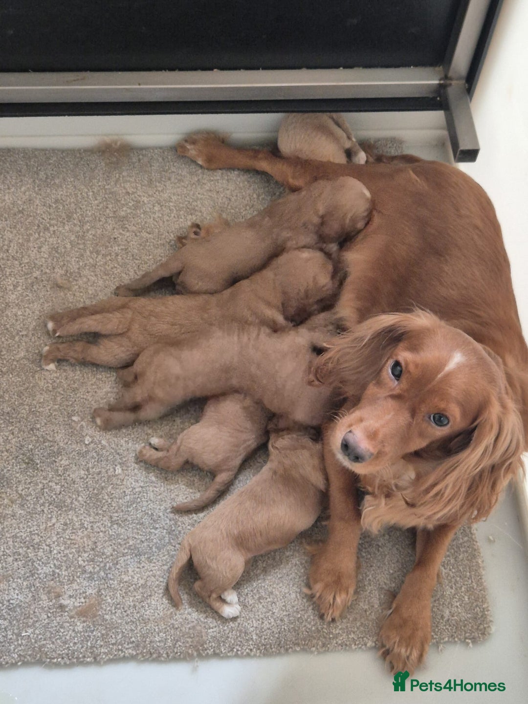 Cockapoo dogs for sale: Beautiful litter of 6 cockapoos - Image 15