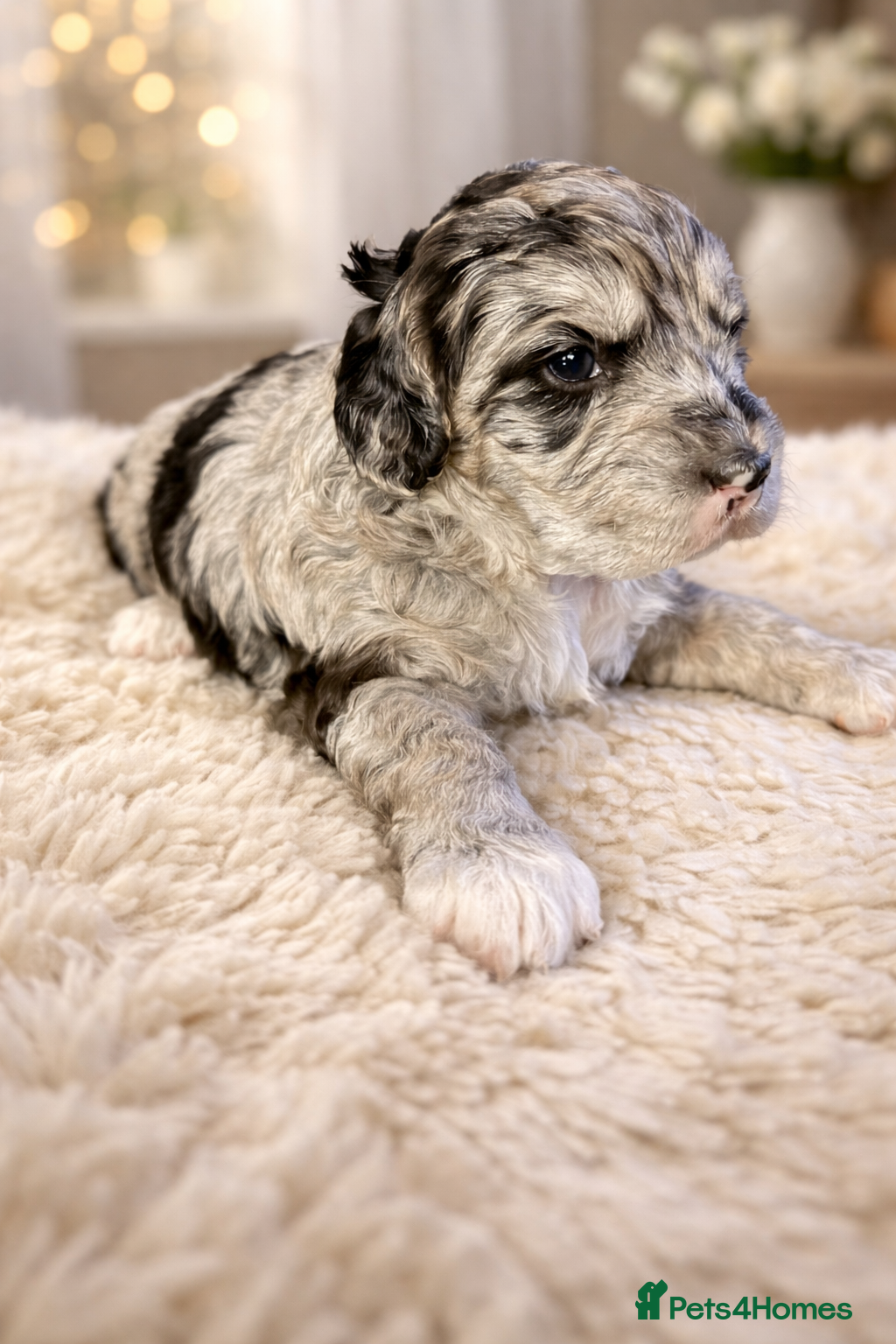 Australian Labradoodle dogs AUSTRALIAN LABRADOODLE  - Advert 3