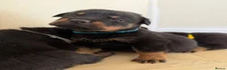 Rottweiler dogs for sale: Rottweiler pups  - Advert 4