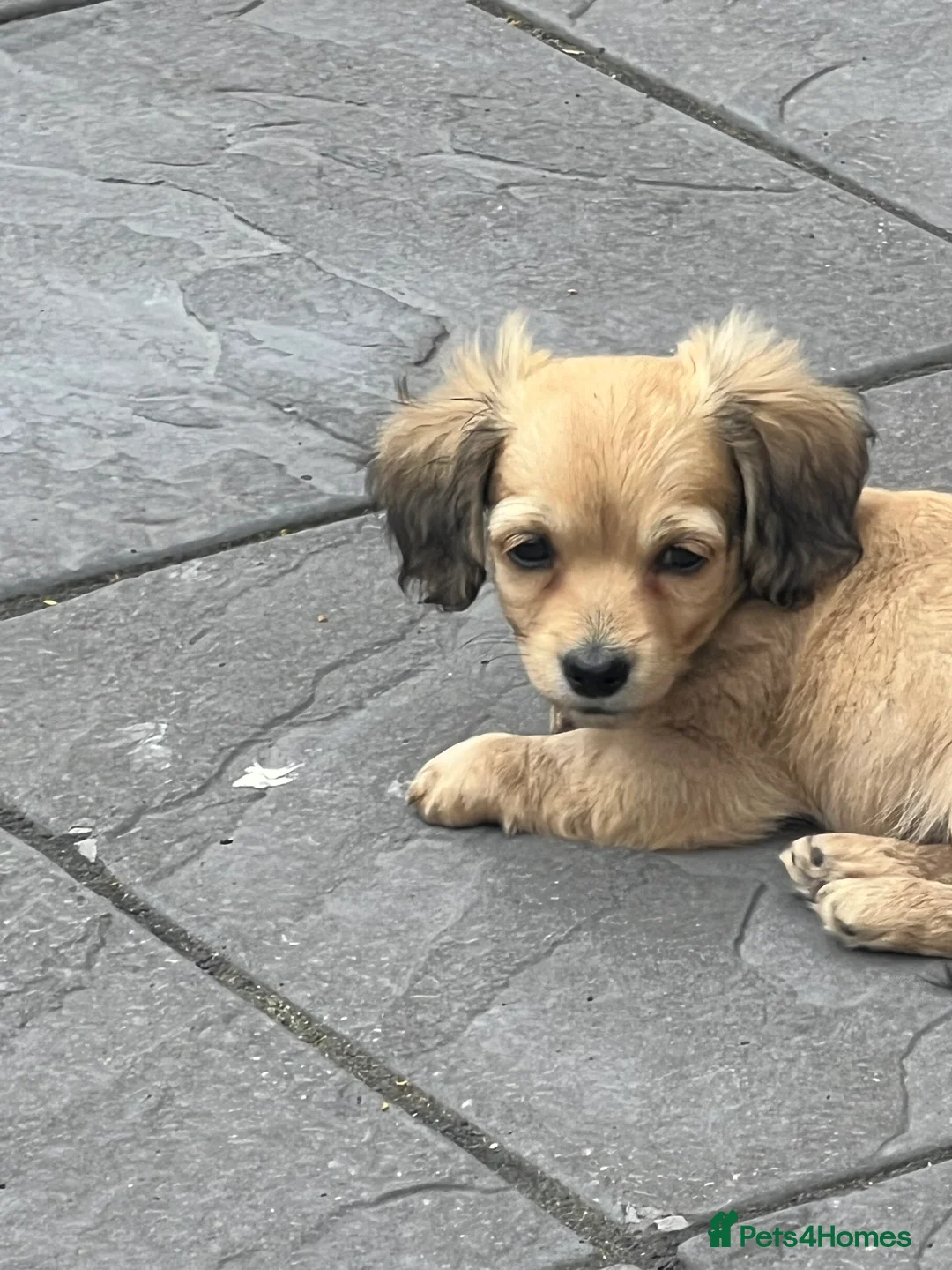 Chiweenie dogs for sale: Teeny chiweenies  - Advert 9