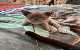 Burmese cats for sale: Burmese Kittens For Sale - Advert 10