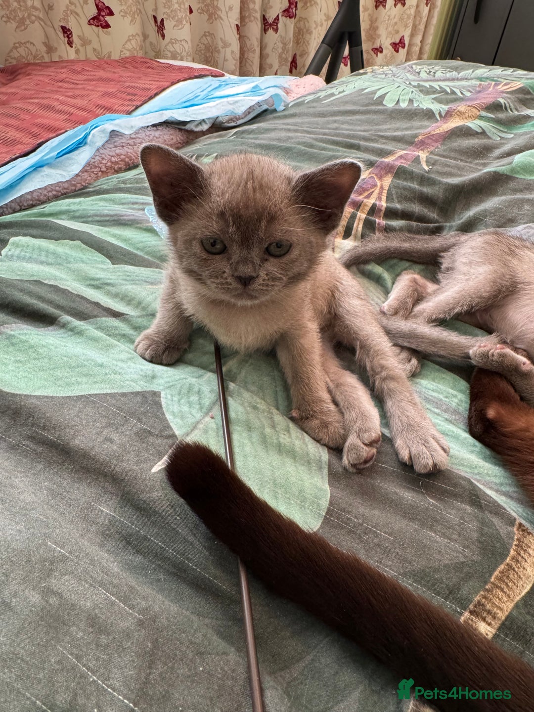 Burmese cats for sale: Burmese Kittens For Sale - Advert 10