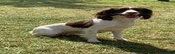 English Springer Spaniel dogs for sale: 8 week old English springer spaniel puppies  - Advert 1