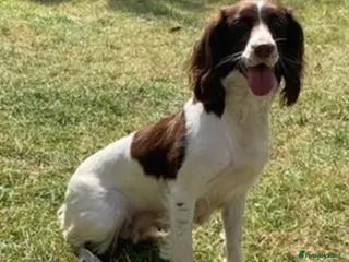 English Springer Spaniel dogs 8 week old English springer spaniel puppies - Advert 1