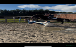 English Thoroughbred horses for sale: X2 safe stunning geldings alrounders - Image 21