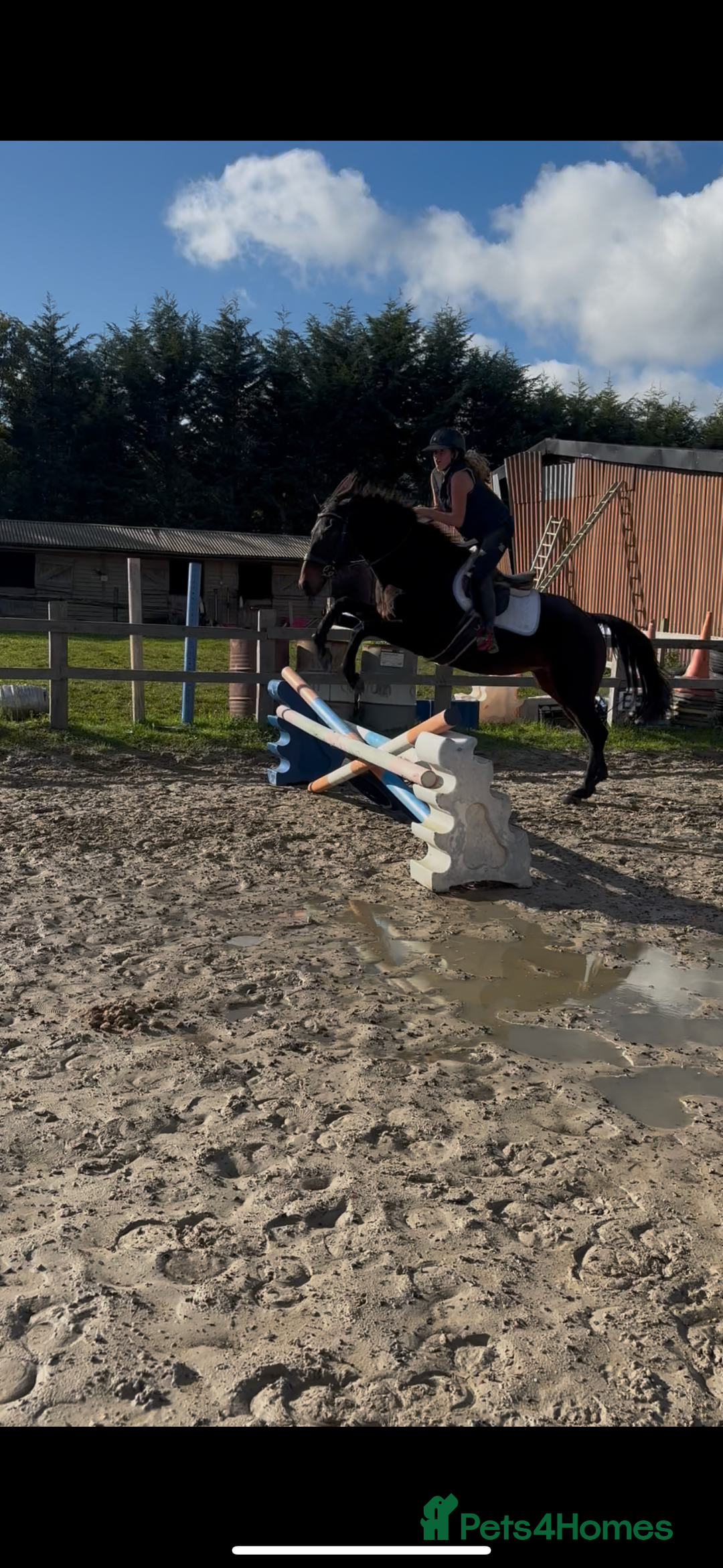 English Thoroughbred horses for sale: X2 safe stunning geldings alrounders - Image 21