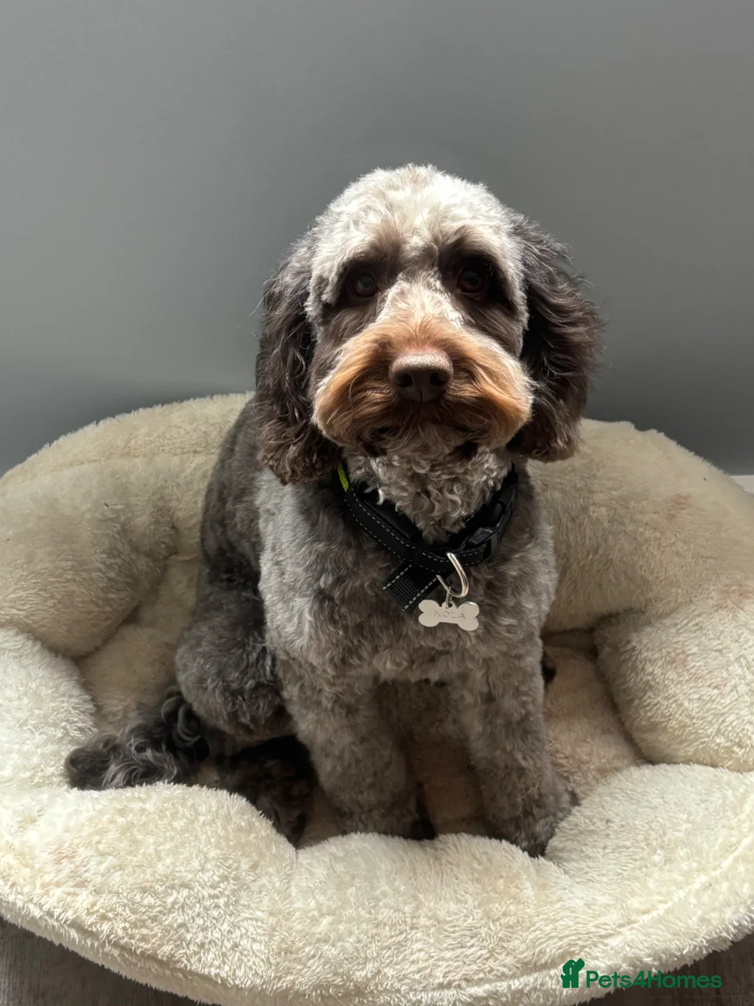 Cockapoo dogs for sale: Beautiful F2b cockapoos  - Advert 2