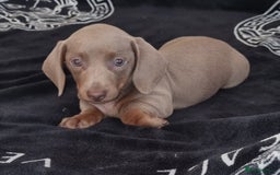 Dachshund dogs for sale: Gorgeous Mini Dachshund puppy's  - Image 18