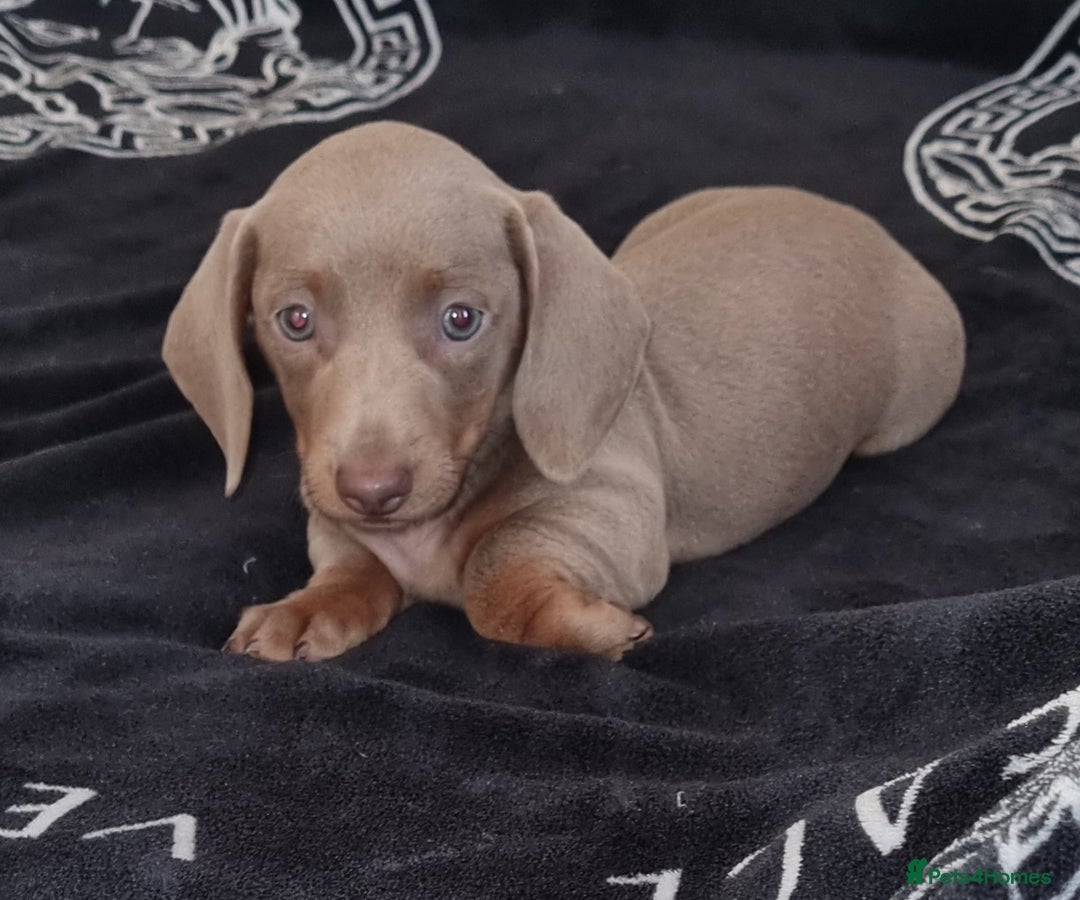 Dachshund dogs for sale: Gorgeous Mini Dachshund puppy's  - Image 18