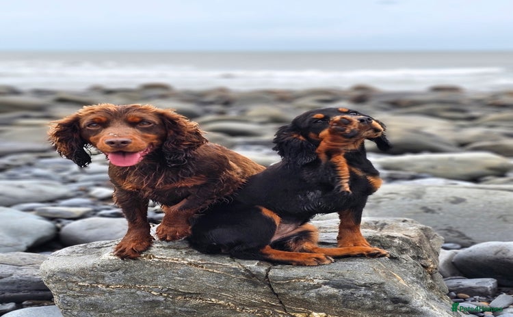 Cocker Spaniel dogs - Advert 10