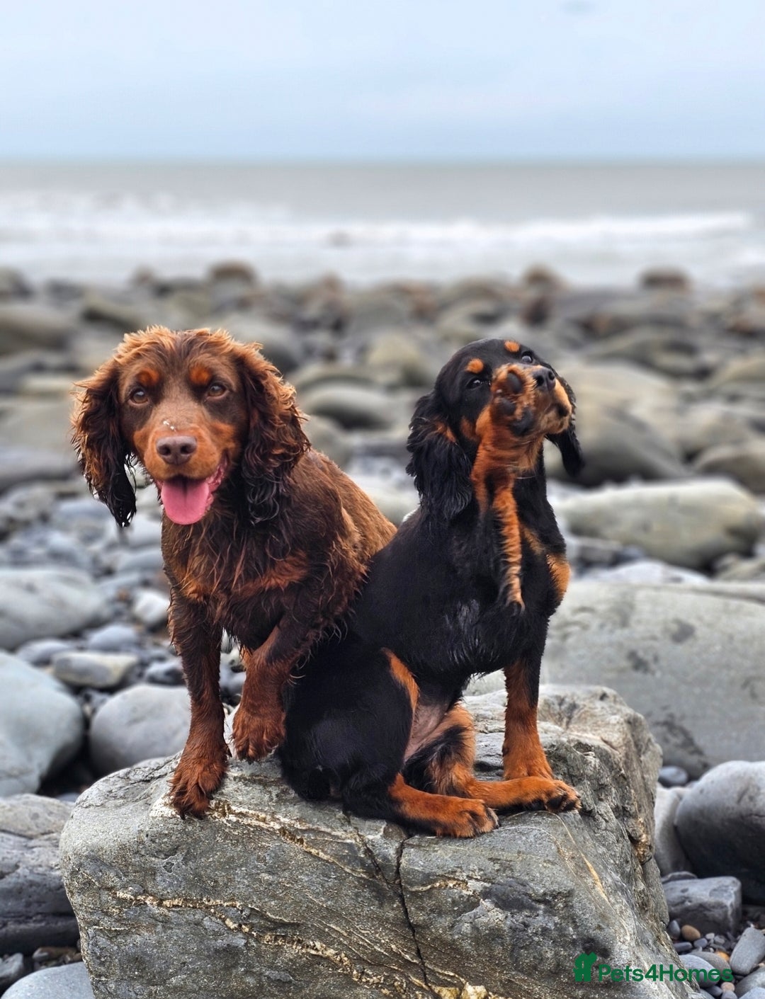 Cocker Spaniel dogs for sale: Tally - Image 1