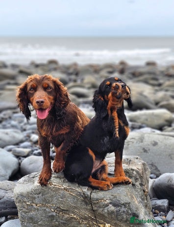 Cocker Spaniel dogs - Advert 10