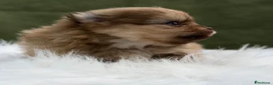Pomeranian 3