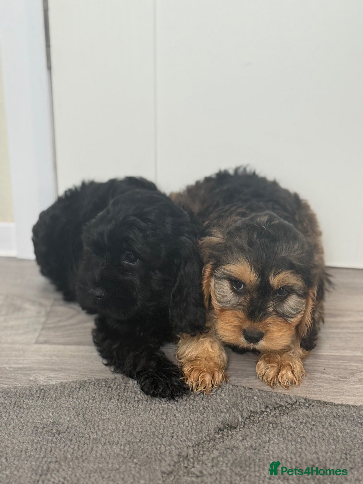 Cockapoo dogs Cockerpoo puppies - Advert 2