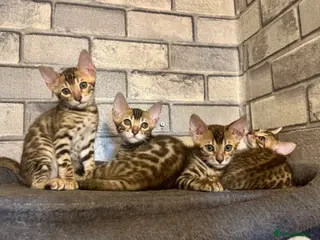 Bengal cats Ready Now Bengal kittens for loving homes. - Advert 5