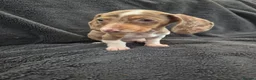 Miniature Dachshund dogs for sale: Miniature Dachshund READY NOW - Advert 3