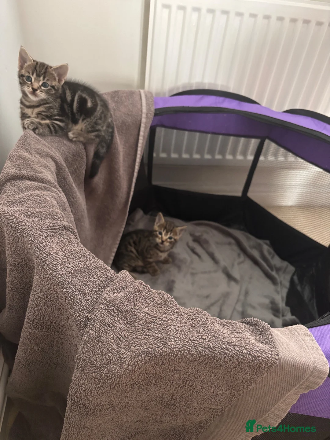 Mixed Breed cats for sale: 2 kittens - ready to go now - Advert 2