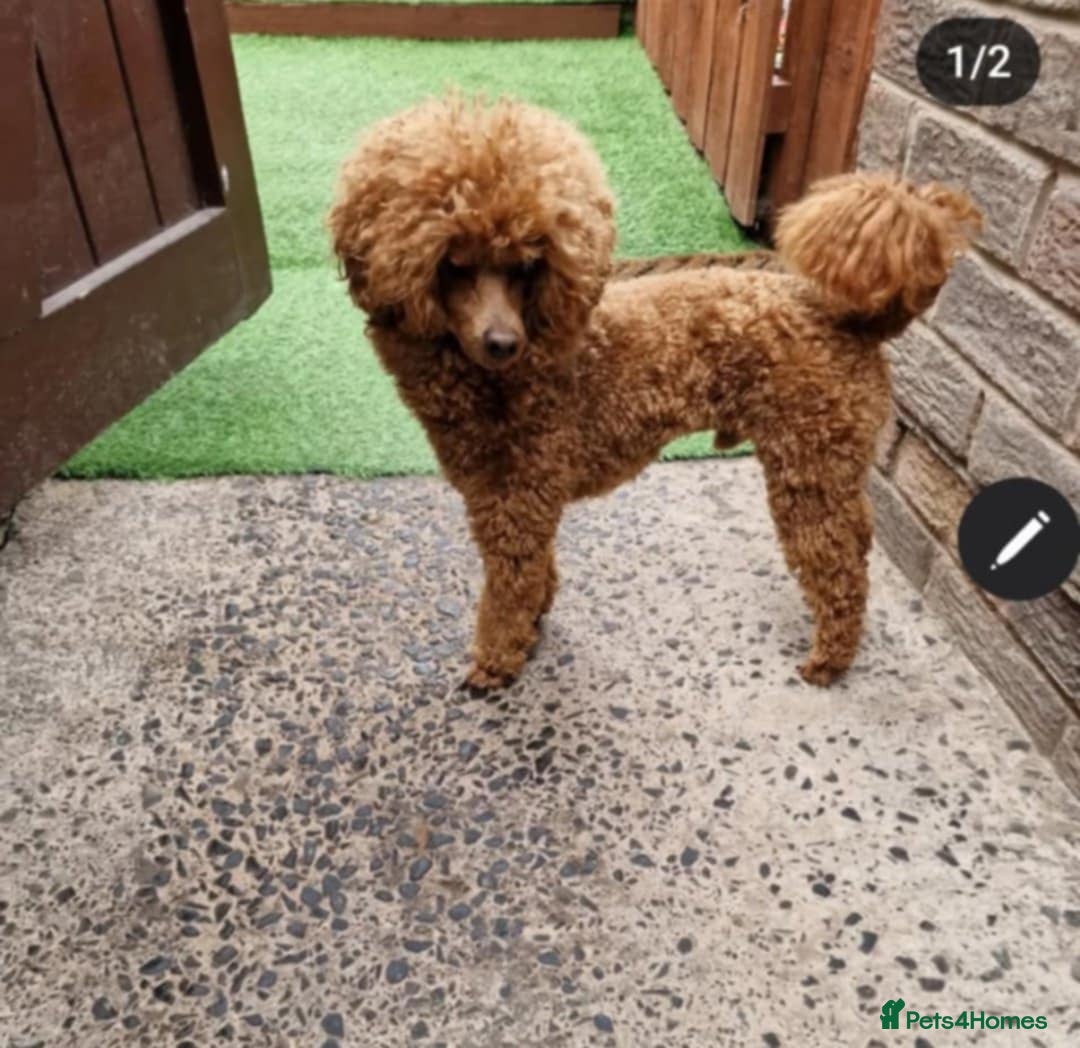 Maltipoo dogs for sale: F1B MALTIPOO PUPPIES  - Advert 7