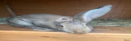 Continental Giant rabbits for sale: 4 month old female continental giant  in Truro - Advert 3