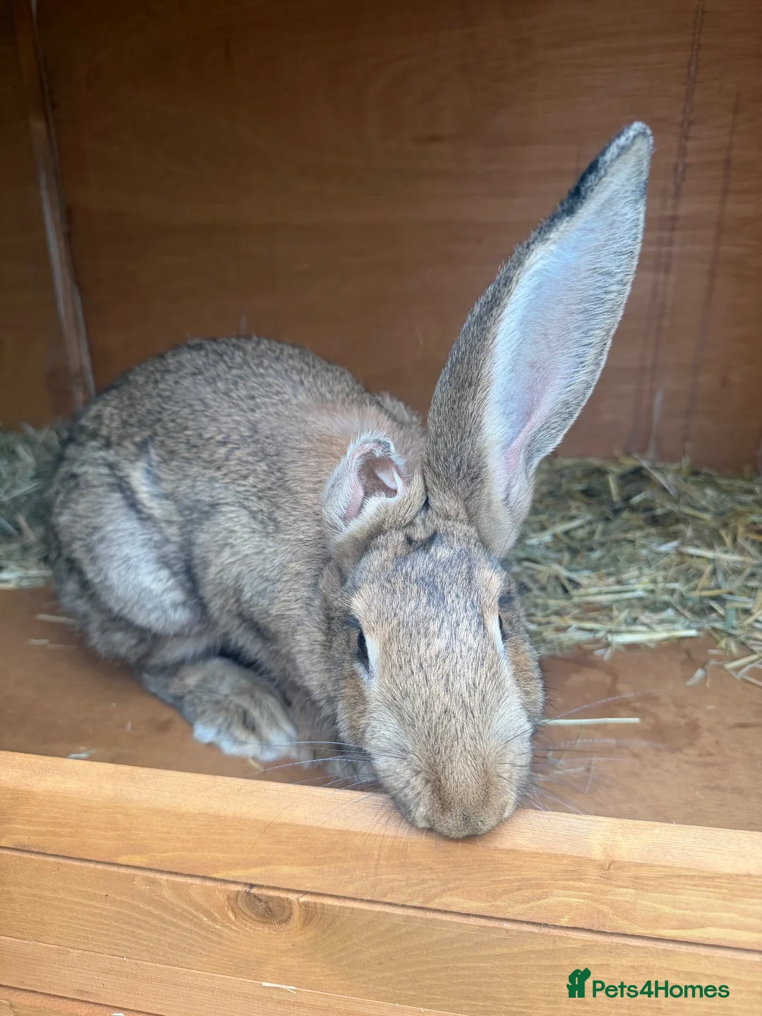 Continental Giant rabbits for sale: 4 month old female continental giant  in Truro - Advert 3