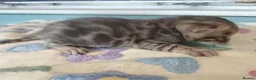Bengal cats for sale: F6 TICA RG BENGALS  - Advert 5