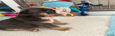 OREO 