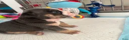 English Bulldog dogs for sale: BEAUTIFUL ENGLISH BULLDOGS  - Advert 13