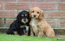Cavapoo dogs for sale: F1 Cavapoo puppies for sale - Image 16