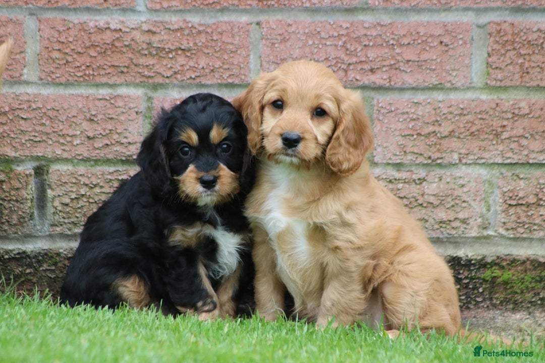 Cavapoo dogs for sale: F1 Cavapoo puppies for sale - Image 16