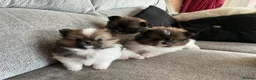 Pomeranian dogs for sale: True Tiny pomeranians teddy bear faced*ready now * - Advert 21
