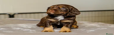 Sprocker 6