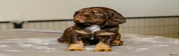 Sprocker dogs for sale: Gorgeous Sprocker Spaniel Puppies - Advert 6