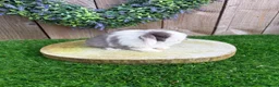 Mini Lop rabbits for sale: ⭐️ QUALITY FRIENDLY BABY MINI LOPS ⭐️ - Advert 9