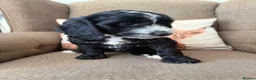 Cockapoo dogs for sale:  Girls Only from DNA Tested Parents  - Advert 22