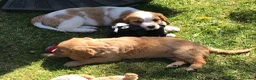 Mixed Breed dogs for sale: Comfort Retriever 5* breeder  in Whitchurch - Advert 14