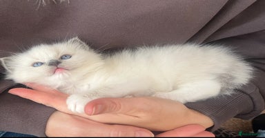 Ragdoll cats Stunning Ragdoll kittens. Ready 12 December - Advert 4